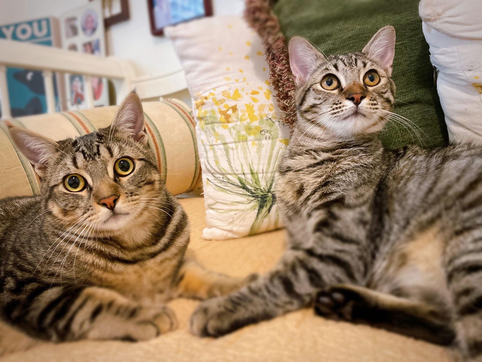Big Back, a Adoptable mixed breed in Laguna Niguel, CA image 3/3