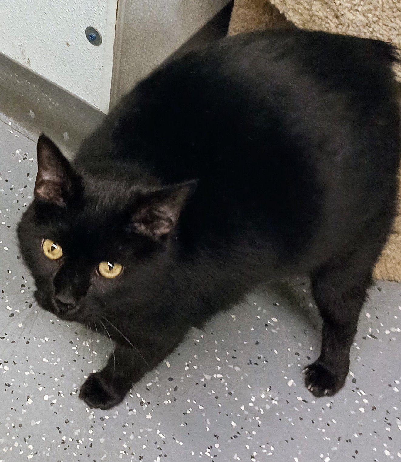 Enlarge Batman, an adopted Domestic Short Hair in Reeds Spring, MO image 1/1