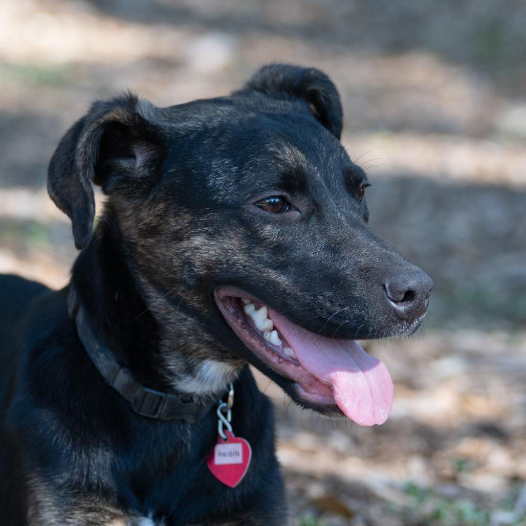 Raisin, Adoptable, Young Female Labrador Retriever.