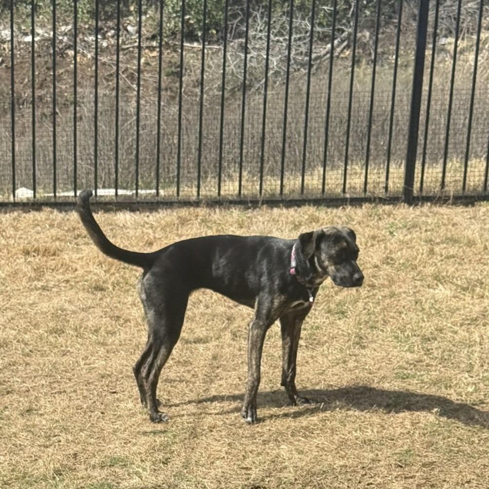 Enlarge Raisin, a Adoptable mixed breed in Wimberley, TX image 1/6