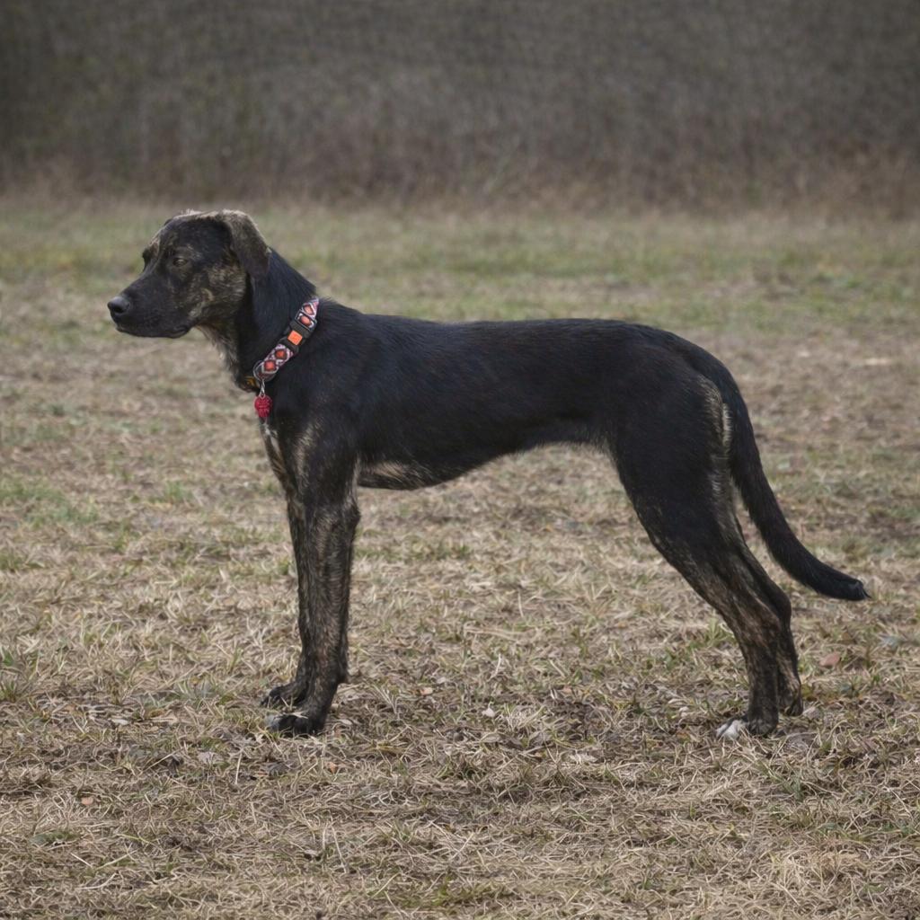 Raisin, Adoptable, Young Female Plott Hound & Mixed Breed.