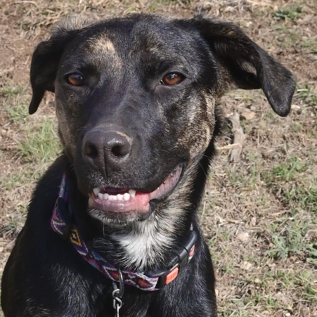 Enlarge Raisin, a Adoptable mixed breed in Wimberley, TX image 2/6