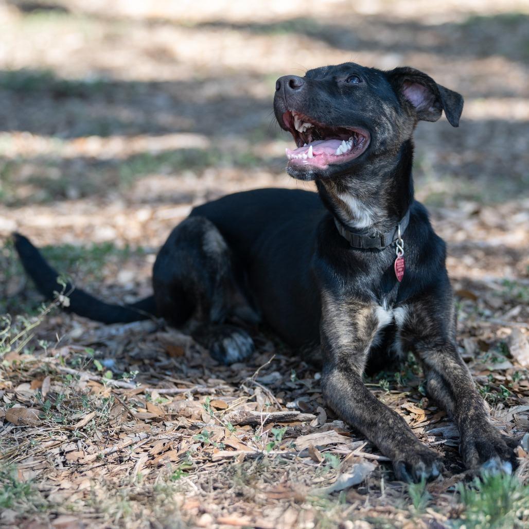 Enlarge Raisin, a Adoptable Labrador Retriever in Wimberley, TX image 2/6