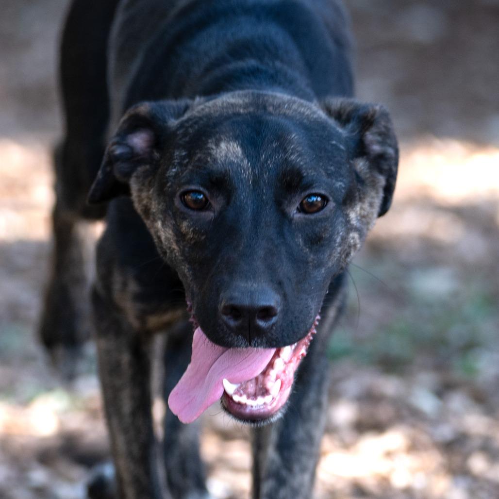 Enlarge Raisin, a Adoptable Labrador Retriever in Wimberley, TX image 3/6
