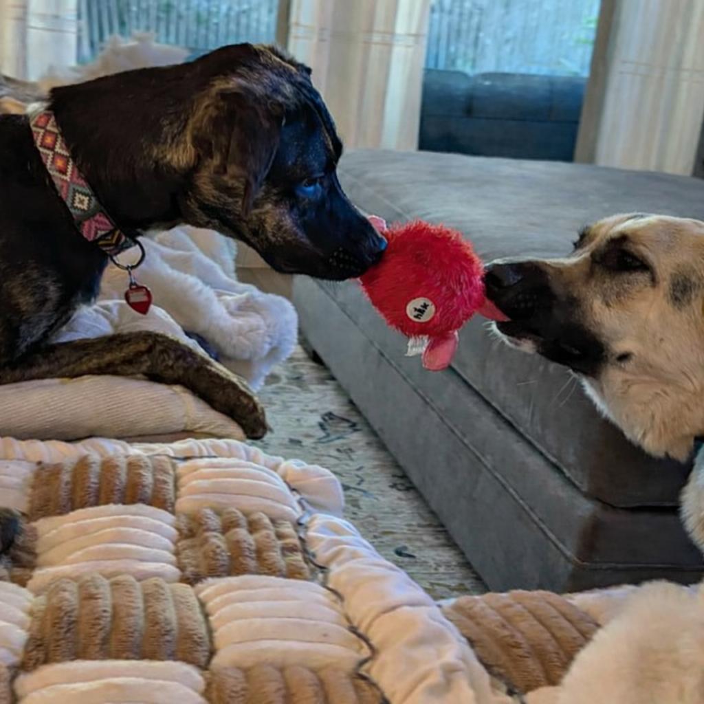 Enlarge Raisin, a Adoptable mixed breed in Wimberley, TX image 3/6