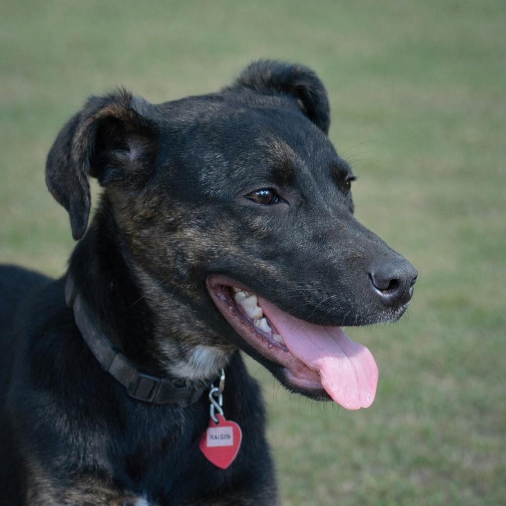 Raisin, a Adoptable mixed breed in Wimberley, TX image 4/6