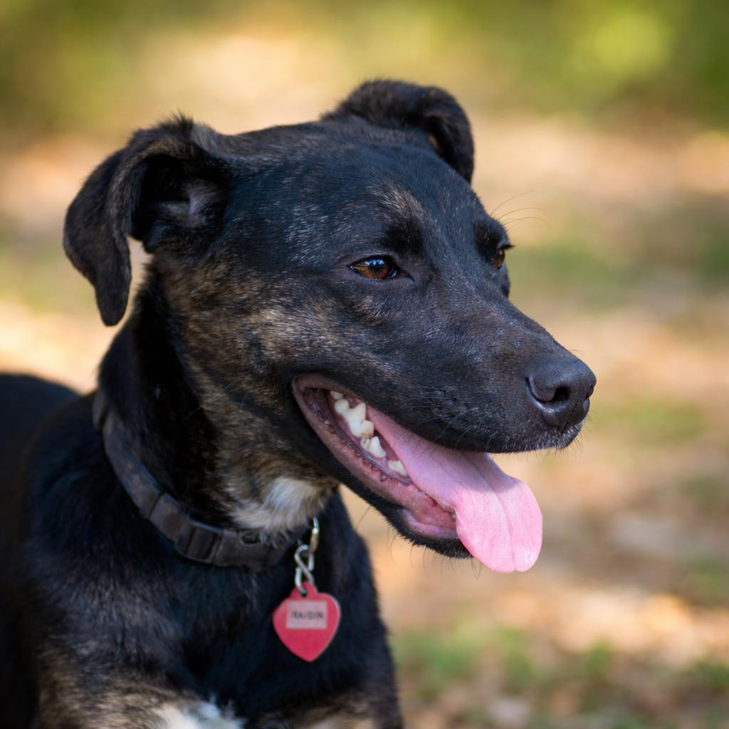 Enlarge Raisin, a Adoptable mixed breed in Wimberley, TX image 5/6