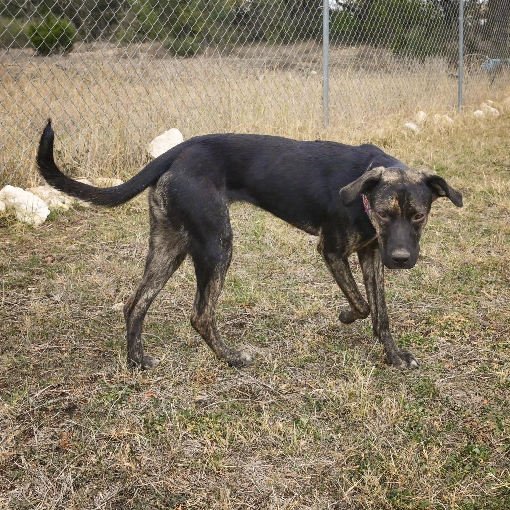 Raisin, a Adoptable mixed breed in Wimberley, TX image 6/6