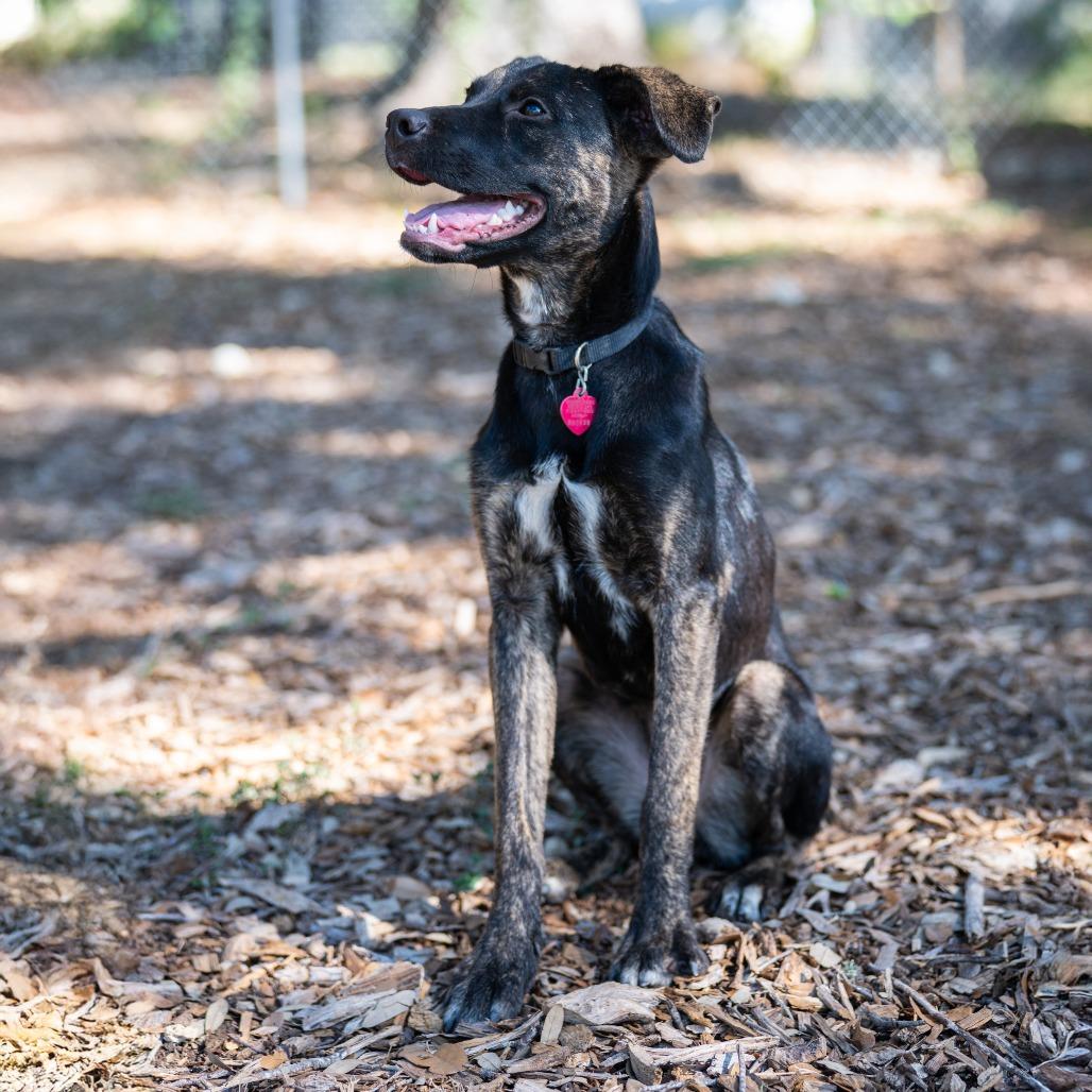 Enlarge Raisin, a Adoptable Labrador Retriever in Wimberley, TX image 6/6
