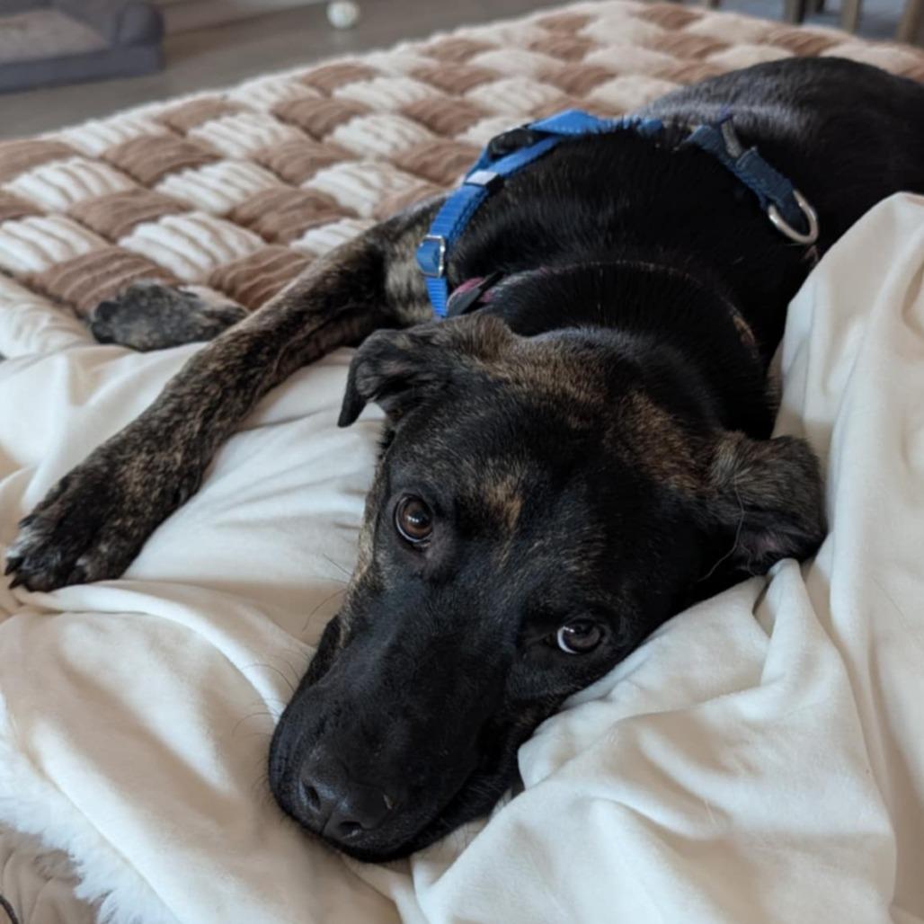 Enlarge Raisin, a Adoptable mixed breed in Wimberley, TX image 6/6