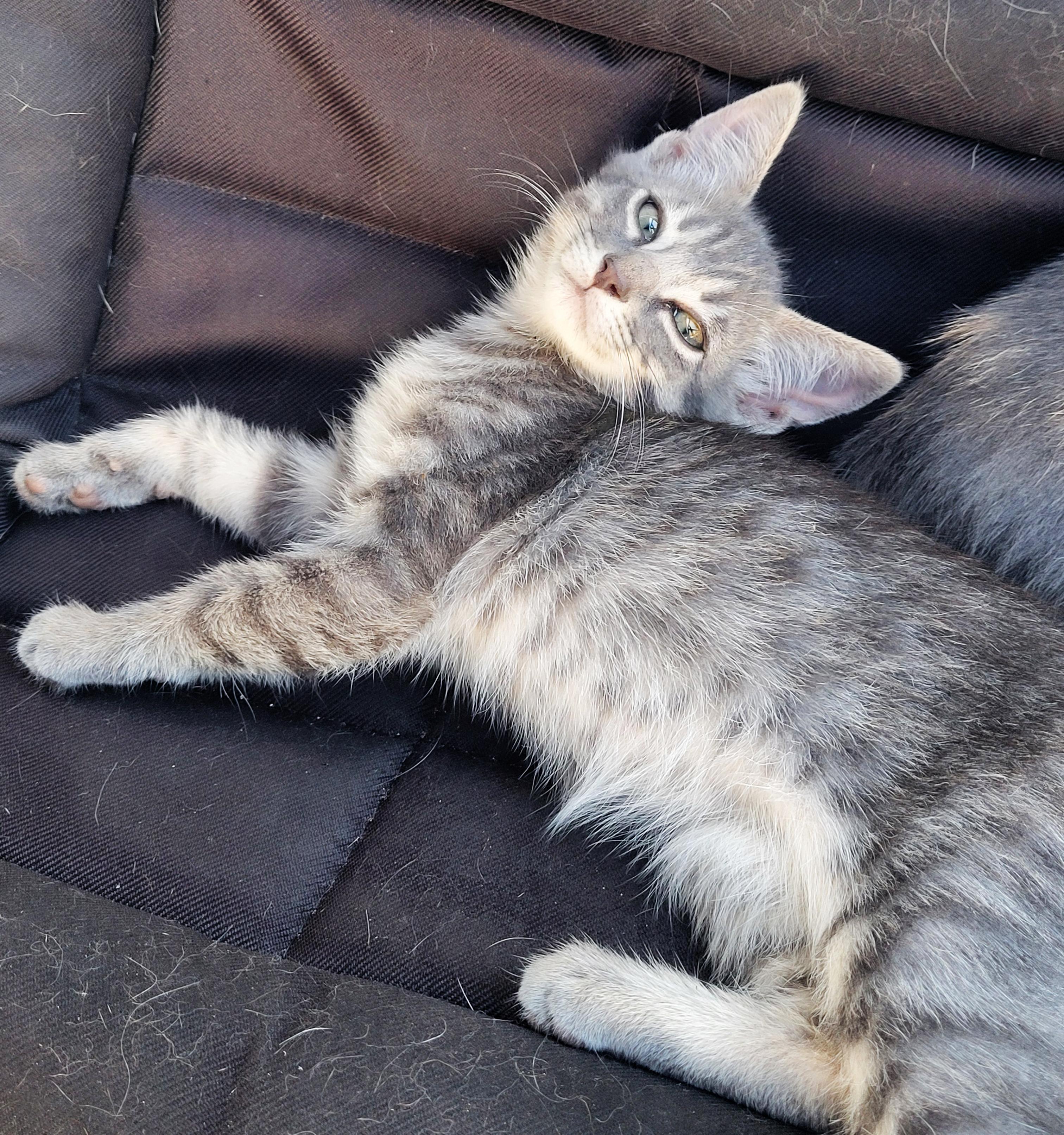 Enlarge Tobias, an adopted Domestic Medium Hair in Okmulgee, OK image 1/2