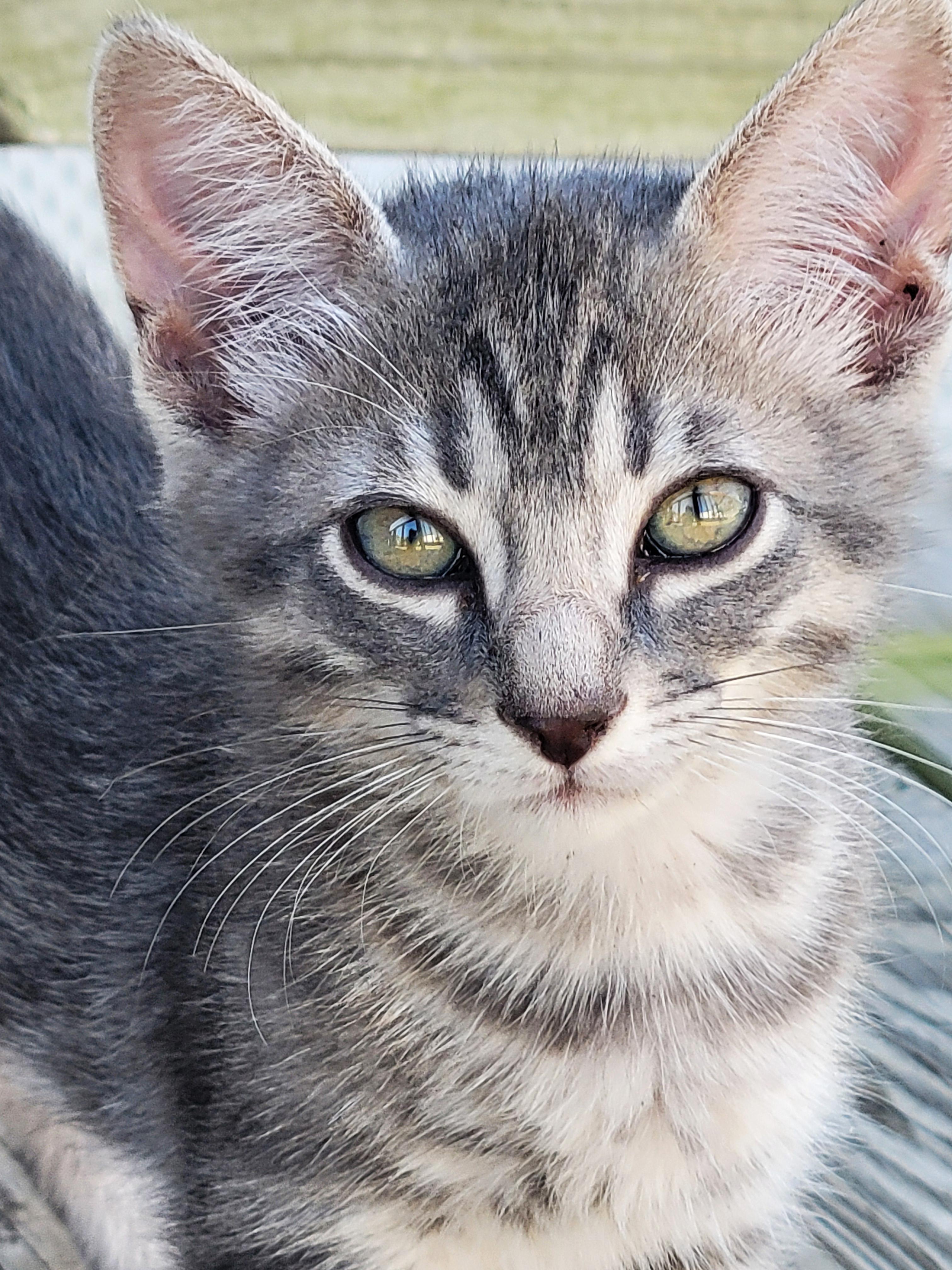 Enlarge Tobias, an adopted Domestic Medium Hair in Okmulgee, OK image 2/2
