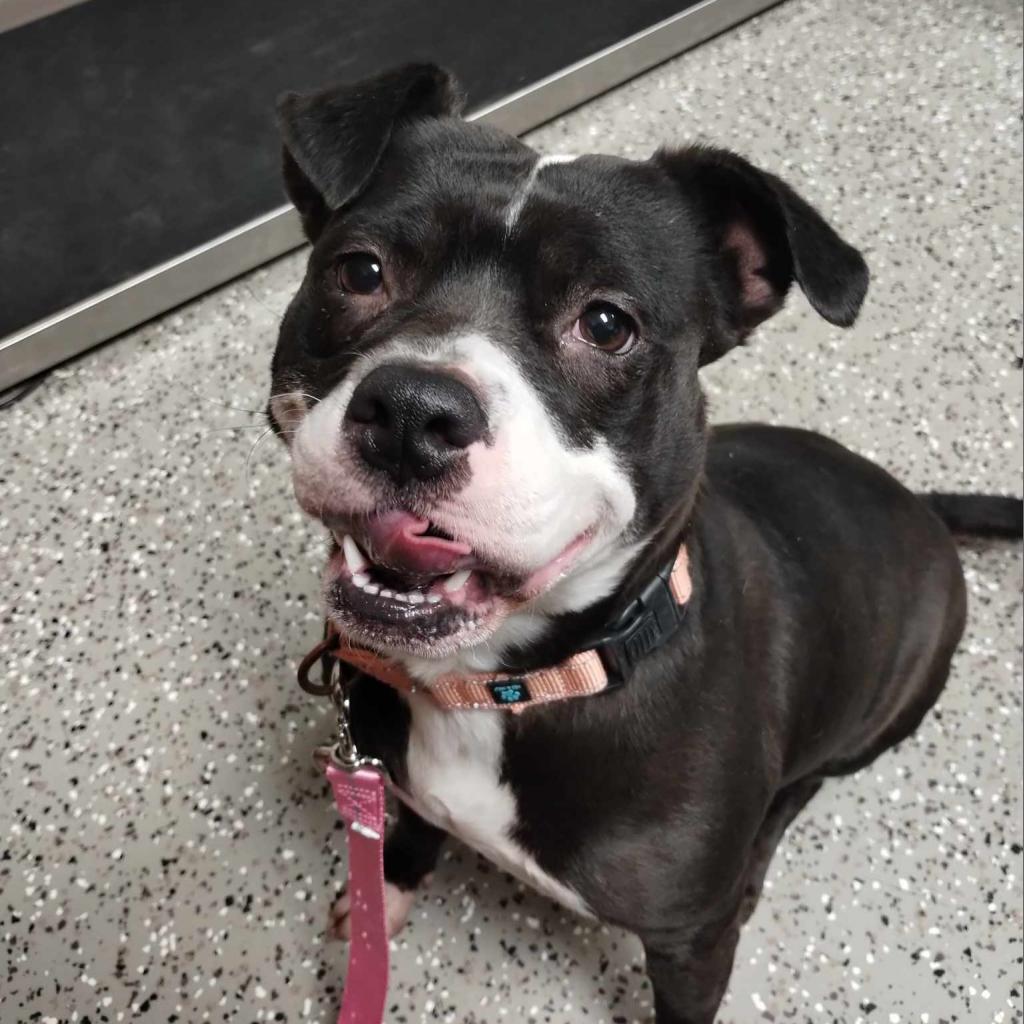 Precious, Adoptable, Adult Female Boston Terrier & Staffordshire Bull Terrier.