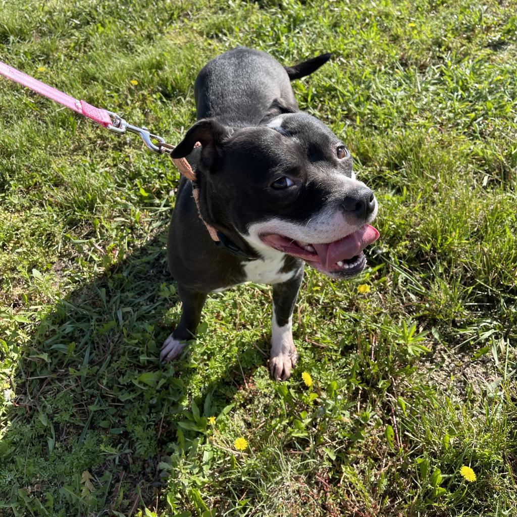 Enlarge Precious, a Adoptable mixed breed in Norfolk, NE image 2/6