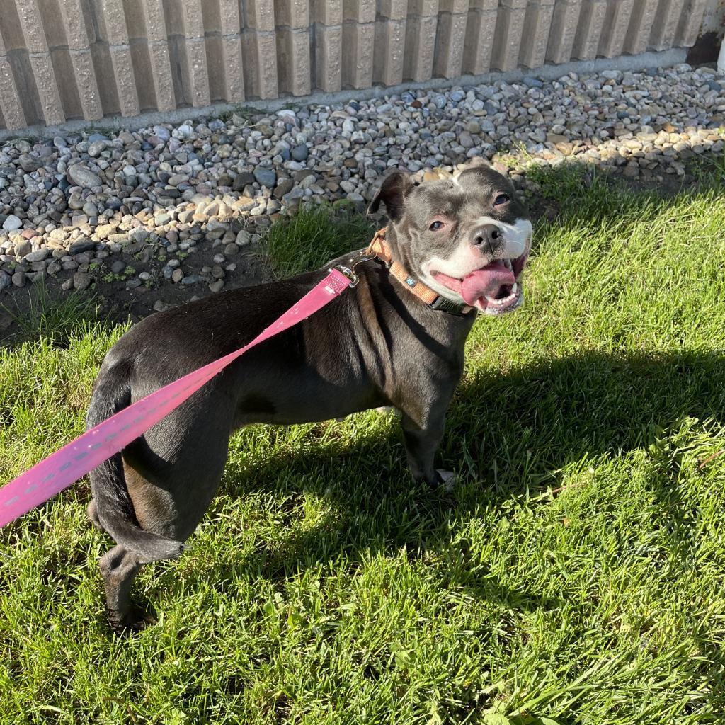 Enlarge Precious, a Adoptable mixed breed in Norfolk, NE image 3/6