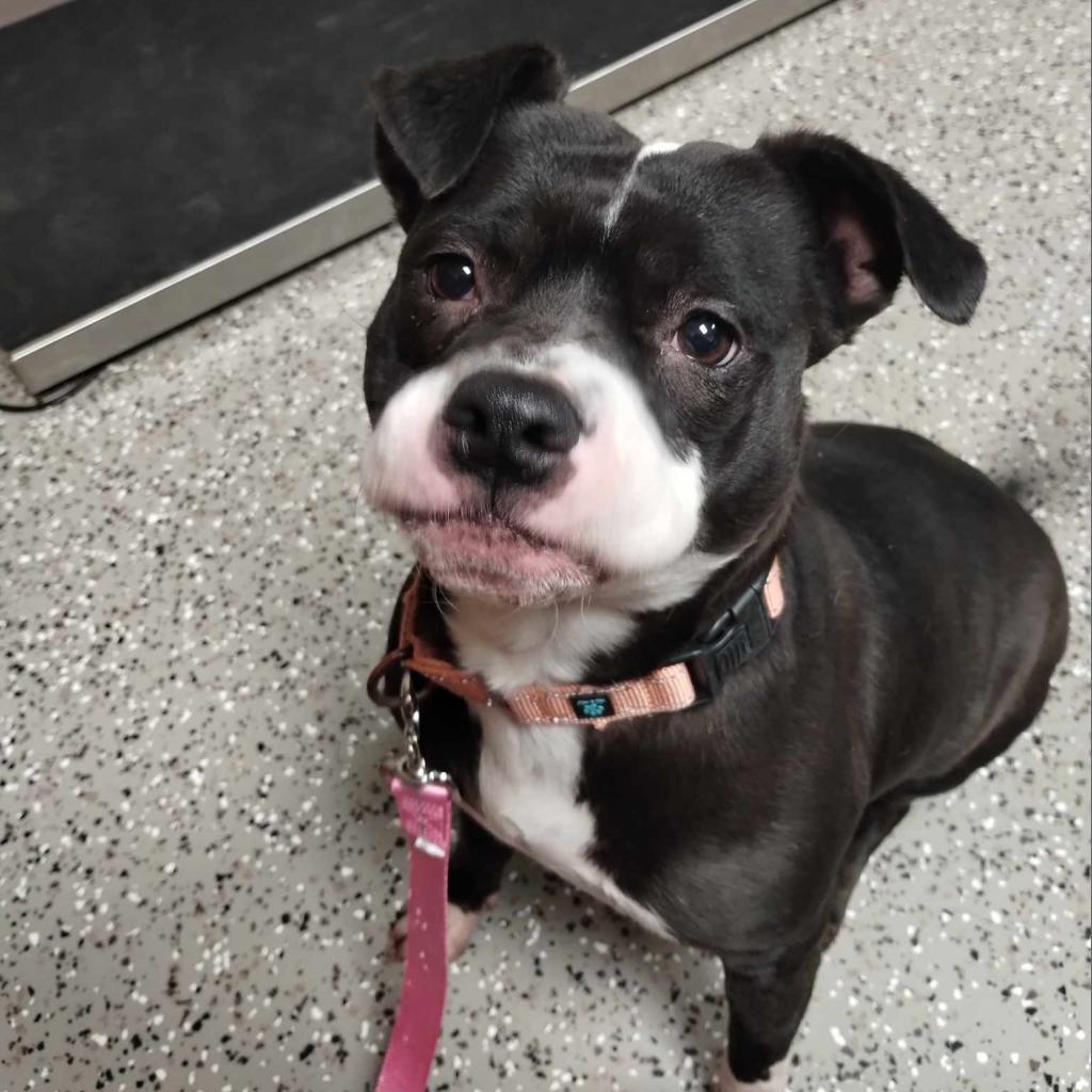 Enlarge Precious, a Adoptable mixed breed in Norfolk, NE image 4/6