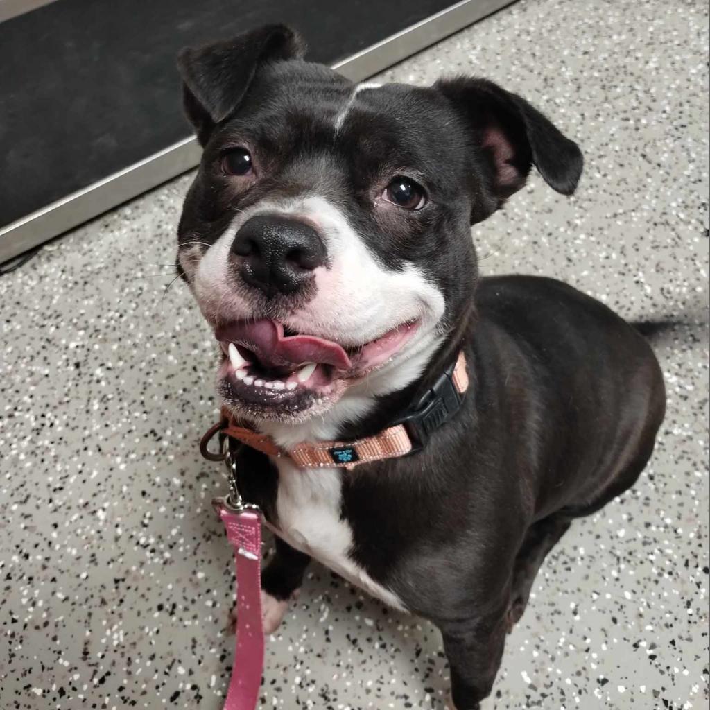 Enlarge Precious, a Adoptable mixed breed in Norfolk, NE image 5/6