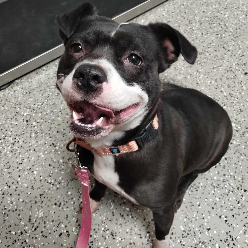 Enlarge Precious, a Adoptable mixed breed in Norfolk, NE image 6/6