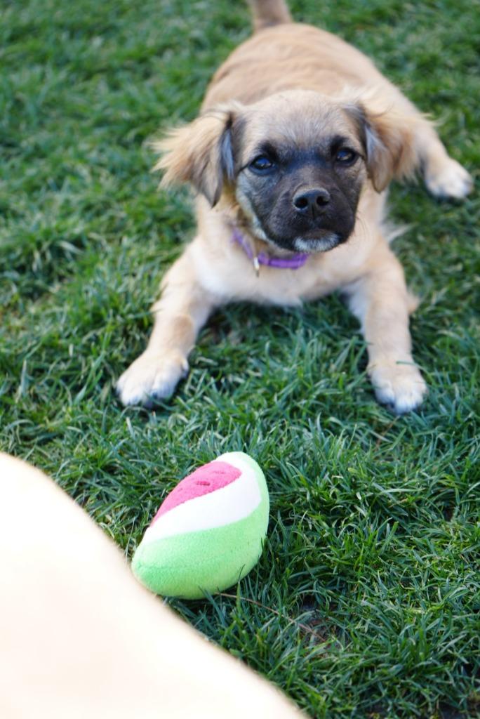 Rapunzel, Adoptable, Puppy Female Chihuahua & Mixed Breed.