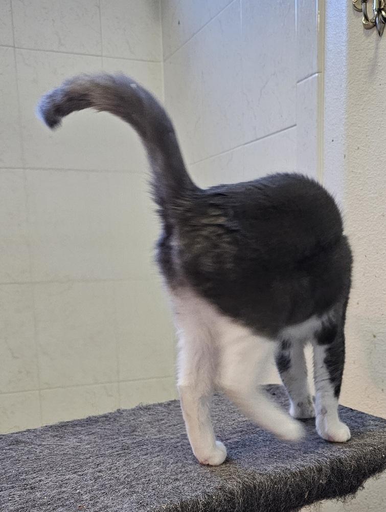 Shaylee, Adoptable, Kitten Female Domestic Short Hair.