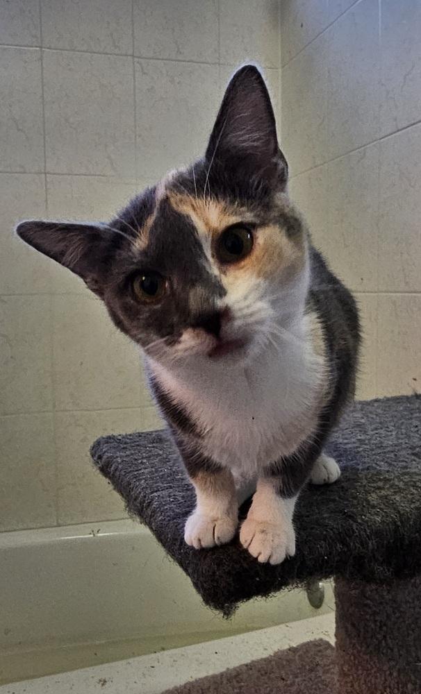 Shaylee, a Adoptable Domestic Short Hair in Jemez Pueblo, NM image 2/3