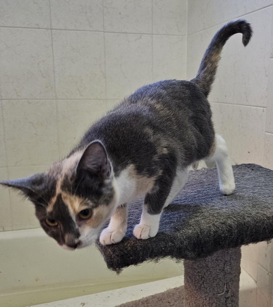 Shaylee, a Adoptable Domestic Short Hair in Jemez Pueblo, NM image 3/3