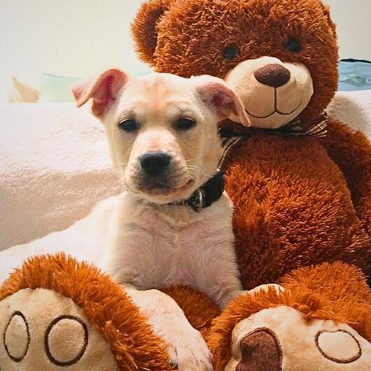 Chi Chi, Adoptable, Puppy Male Yellow Labrador Retriever & Mixed Breed.