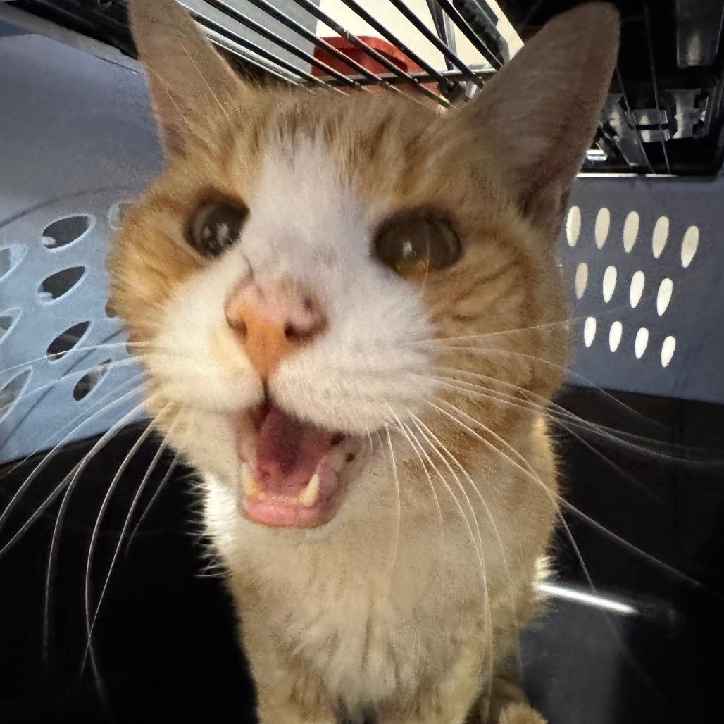 Gingerbread Man, Adoptable, Senior Male Domestic Short Hair.