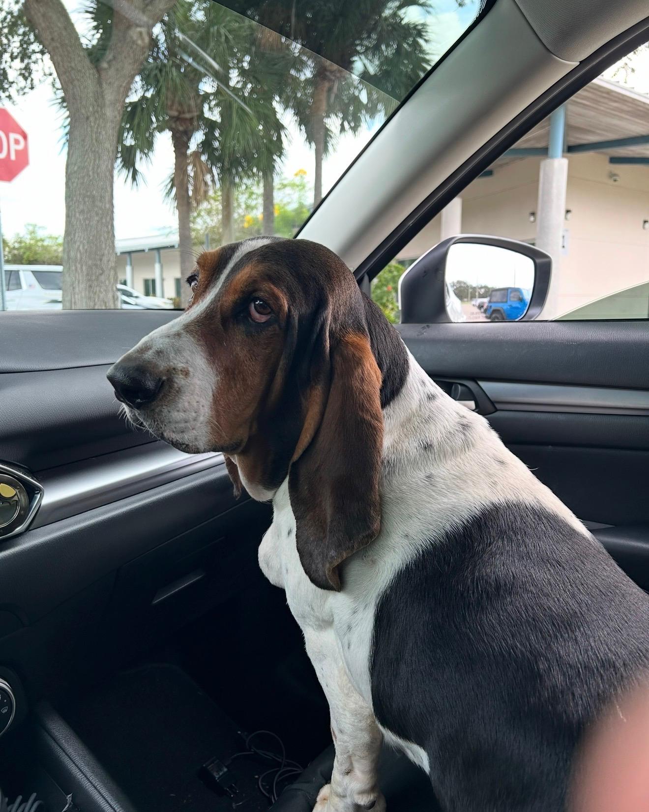 Murphy, ADOPTABLE, Adult Male Basset Hound.
