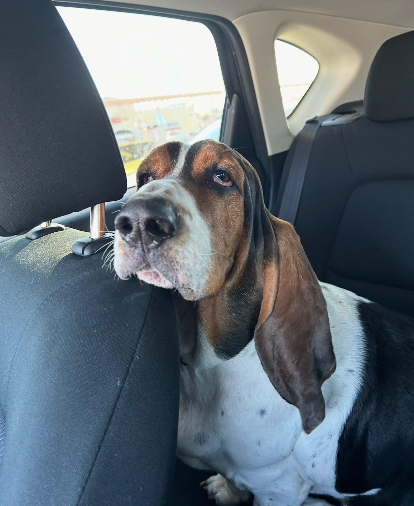 Murphy, a ADOPTABLE Basset Hound in Auburndale, FL image 3/4