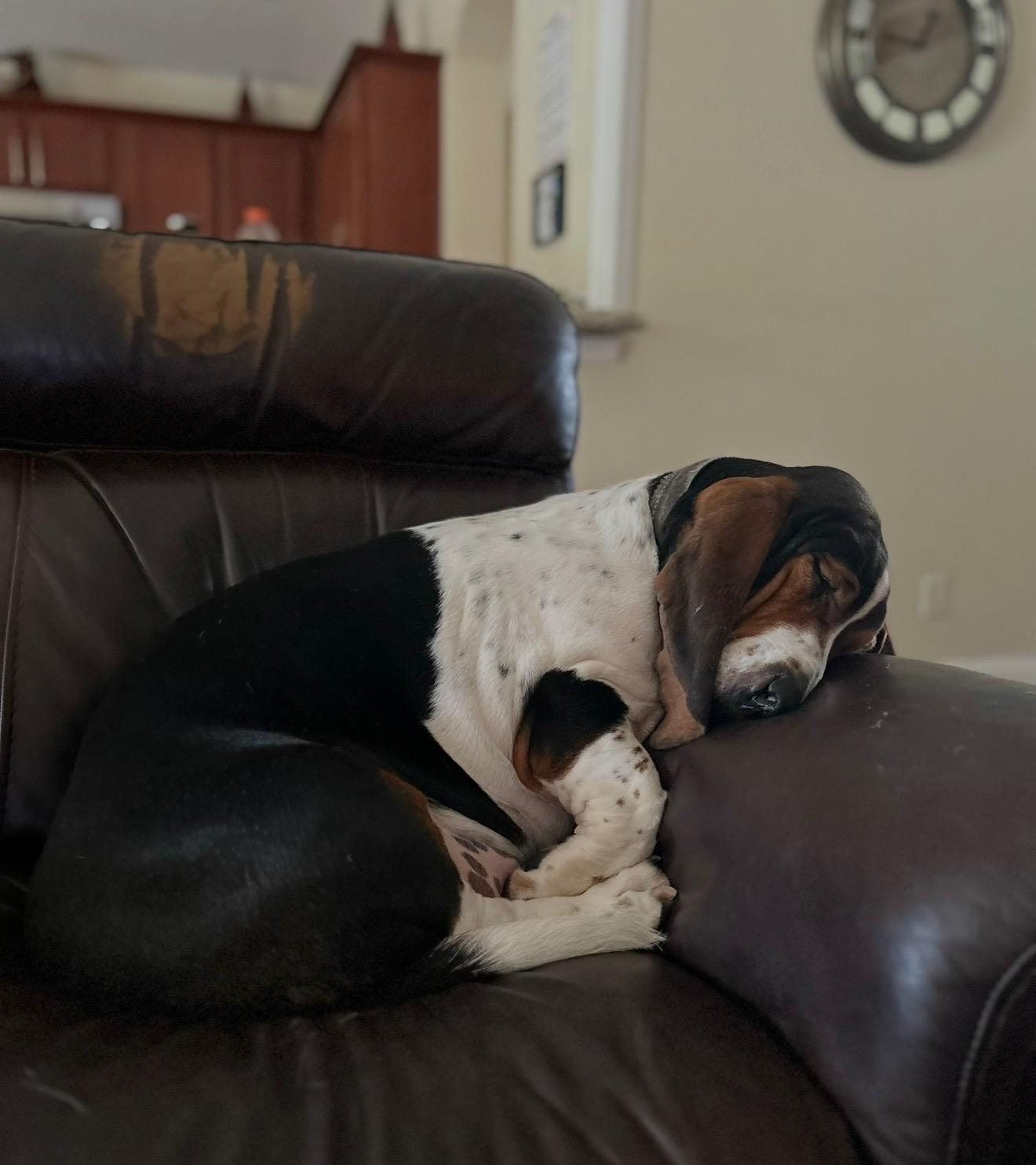 Murphy, a ADOPTABLE Basset Hound in Auburndale, FL image 2/4