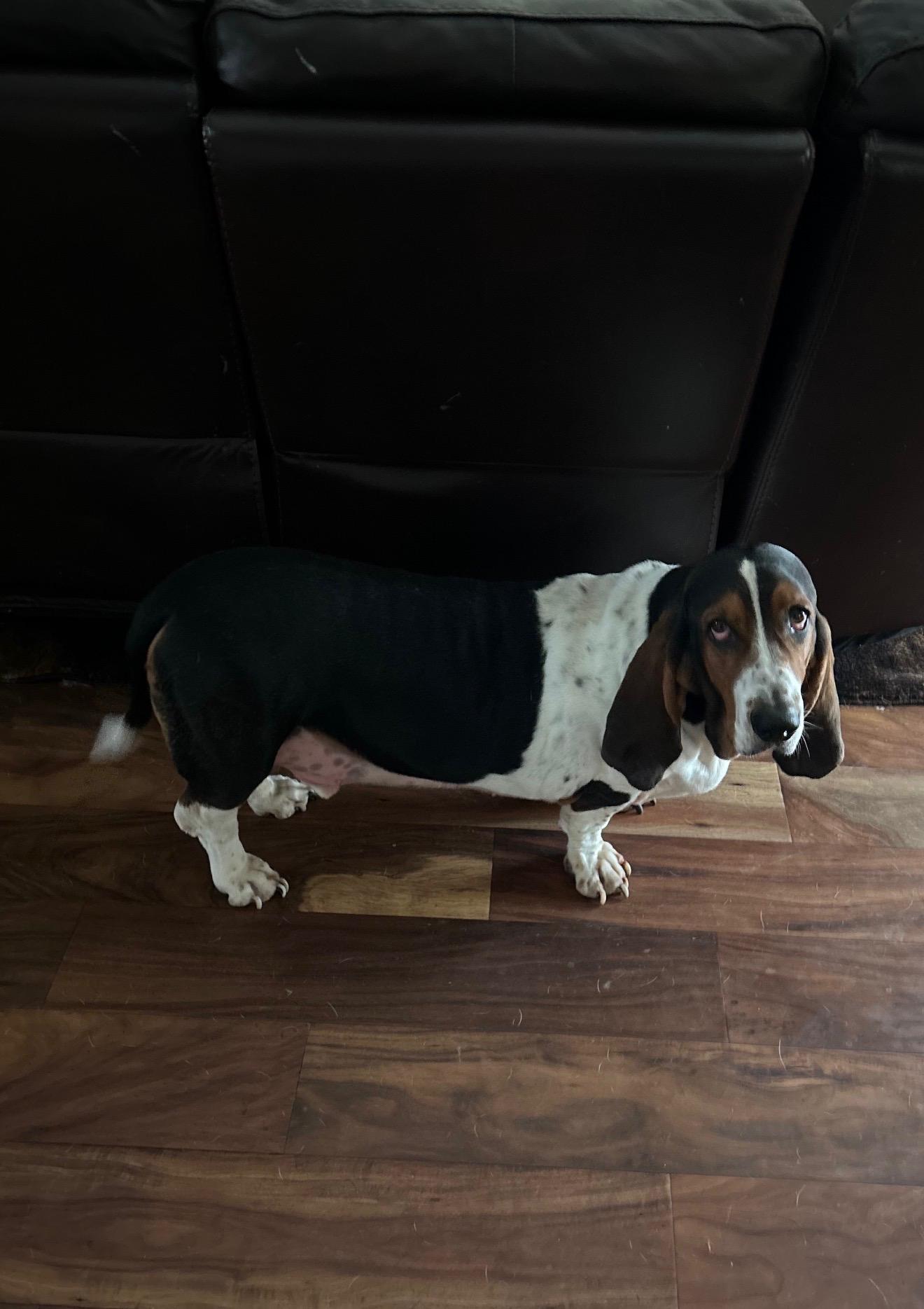 Murphy, a ADOPTABLE Basset Hound in Auburndale, FL image 4/4
