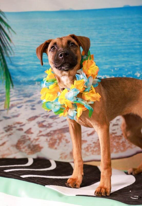 Georgia O’keefe, Adoptable, Puppy Female Black Mouth Cur & Mixed Breed.