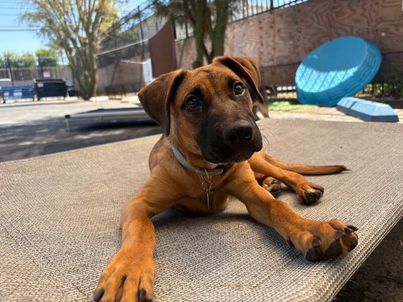 Enlarge Georgia O’keefe, a Adoptable mixed breed in Van Nuys, CA image 2/6