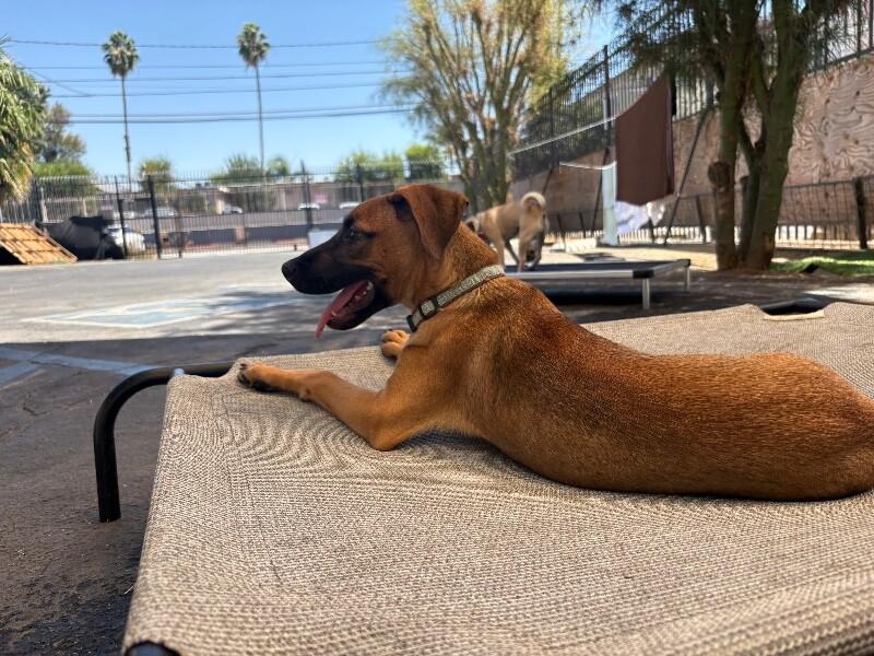 Enlarge Georgia O’keefe, a Adoptable mixed breed in Van Nuys, CA image 3/6