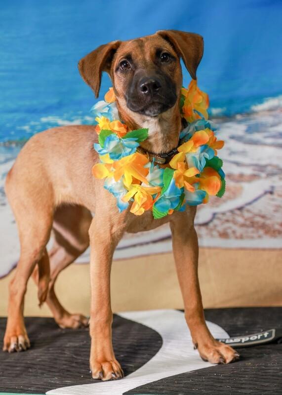 Enlarge Georgia O’keefe, a Adoptable mixed breed in Van Nuys, CA image 4/6