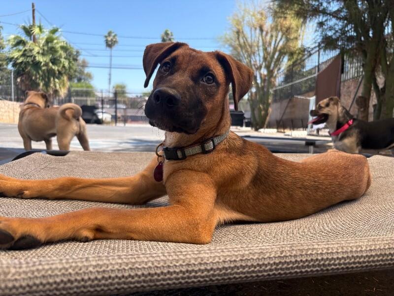 Enlarge Georgia O’keefe, a Adoptable mixed breed in Van Nuys, CA image 5/6