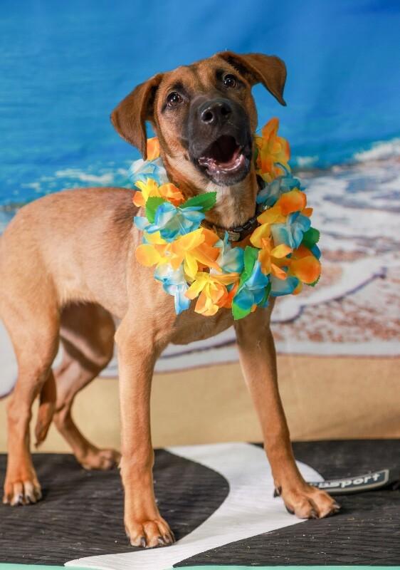 Enlarge Georgia O’keefe, a Adoptable mixed breed in Van Nuys, CA image 6/6