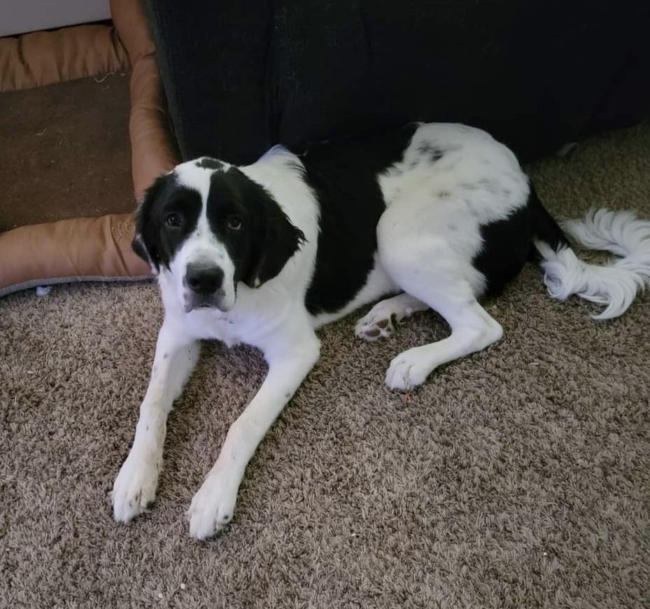 Nova, a Adoptable mixed breed in Magnolia, TX image 2/4