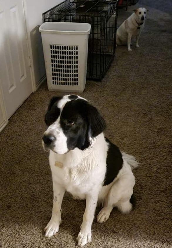 Nova, a Adoptable mixed breed in Magnolia, TX image 3/4