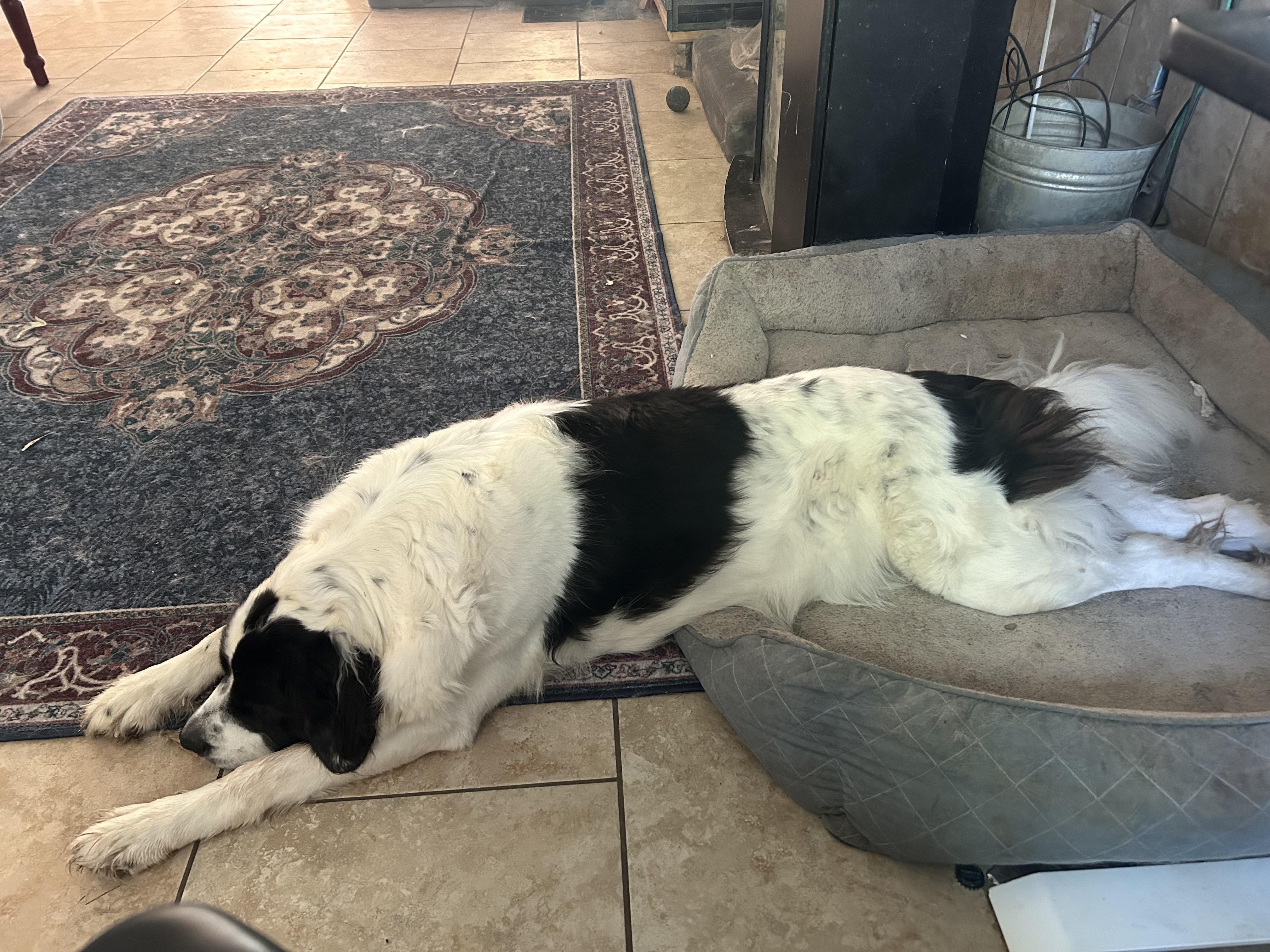 Nova, Adoptable, Adult Female Saint Bernard & Great Pyrenees.