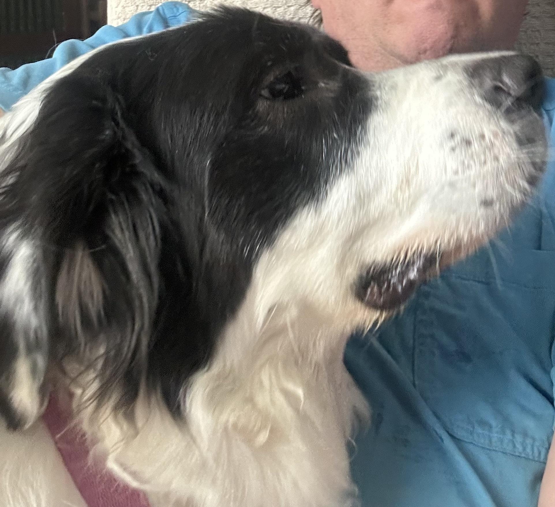 Nova, Adoptable, Adult Female Saint Bernard.