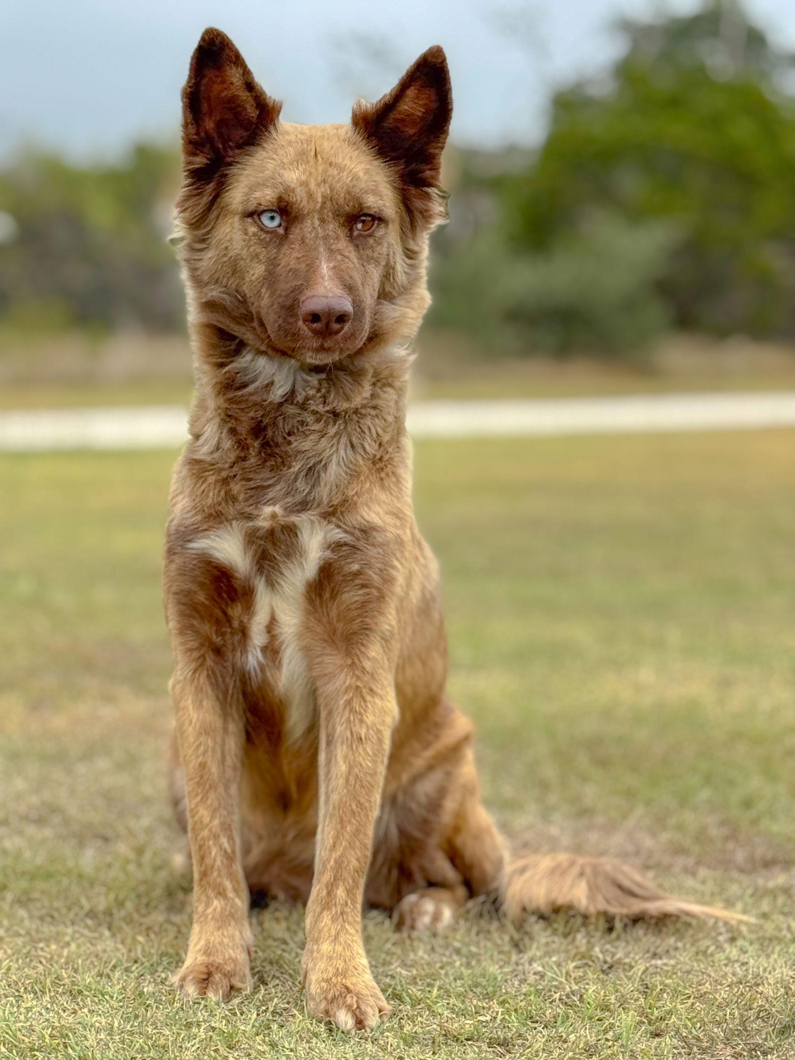 Enlarge Rosa, a Adoptable Australian Shepherd in Helotes, TX image 1/3