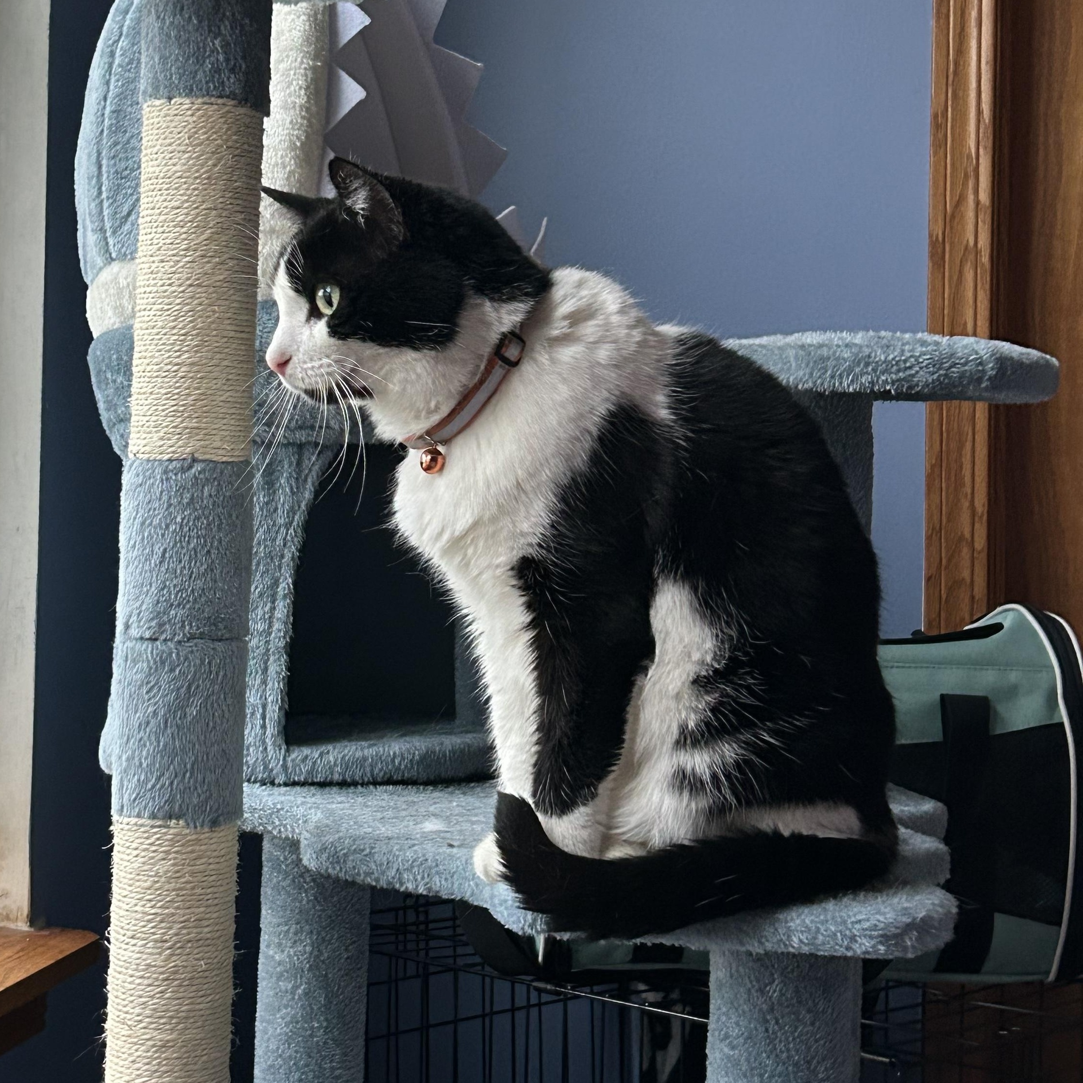 Enlarge Lightning Bug, a Adoptable Domestic Short Hair in Lemont, IL image 2/2