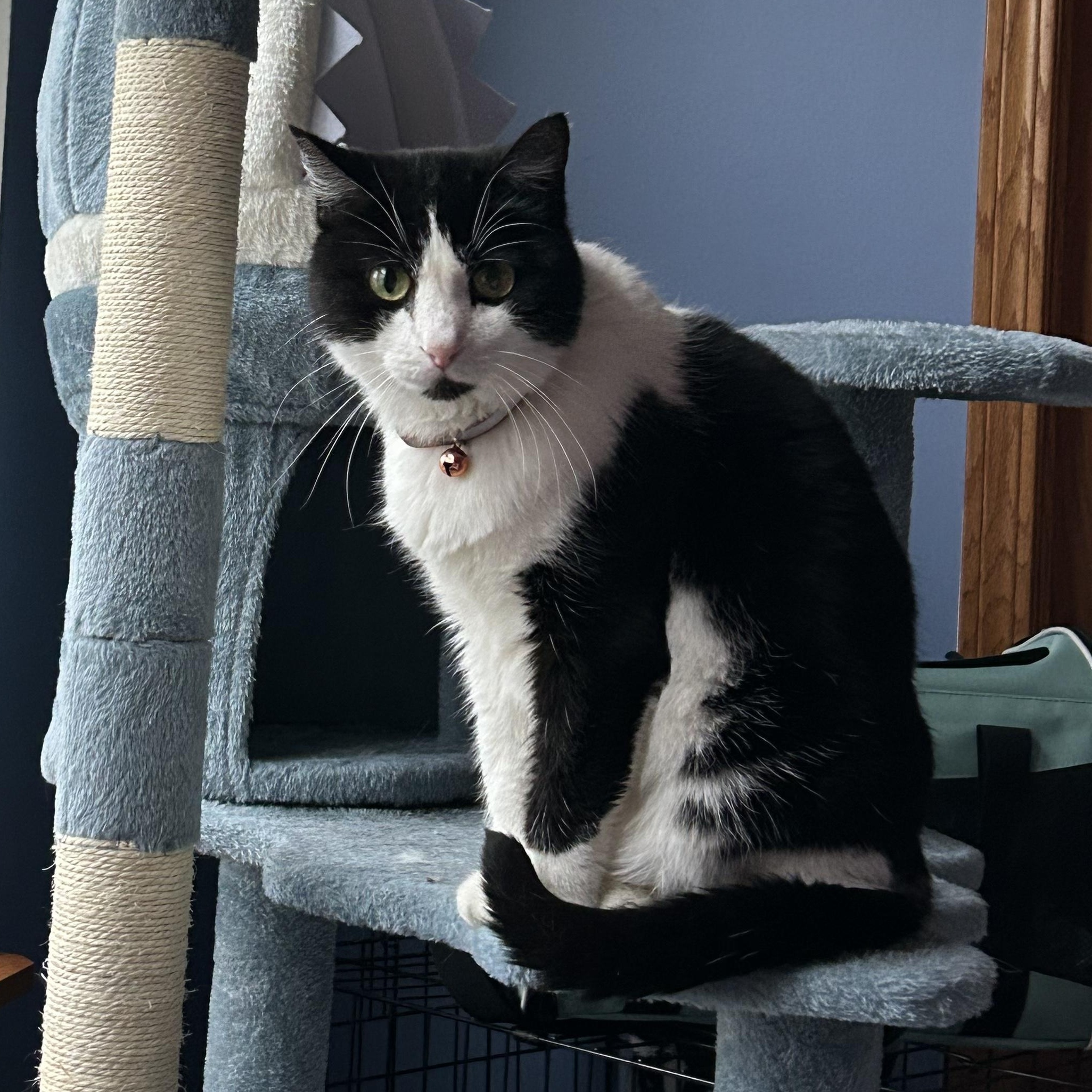 Lightning Bug, Adoptable, Adult Female Domestic Short Hair.