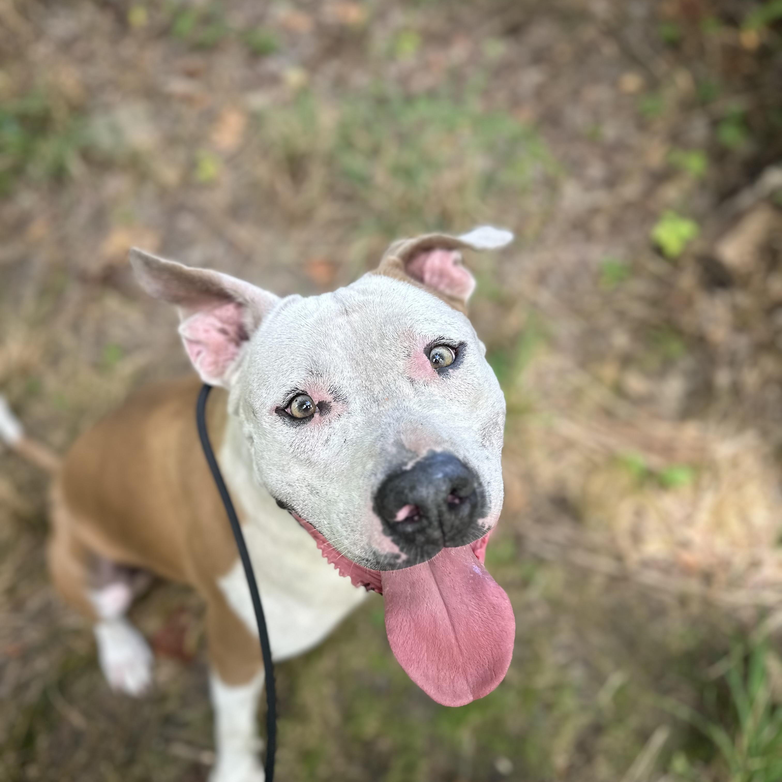 Cream, Adoptable, Adult Male Pit Bull Terrier.