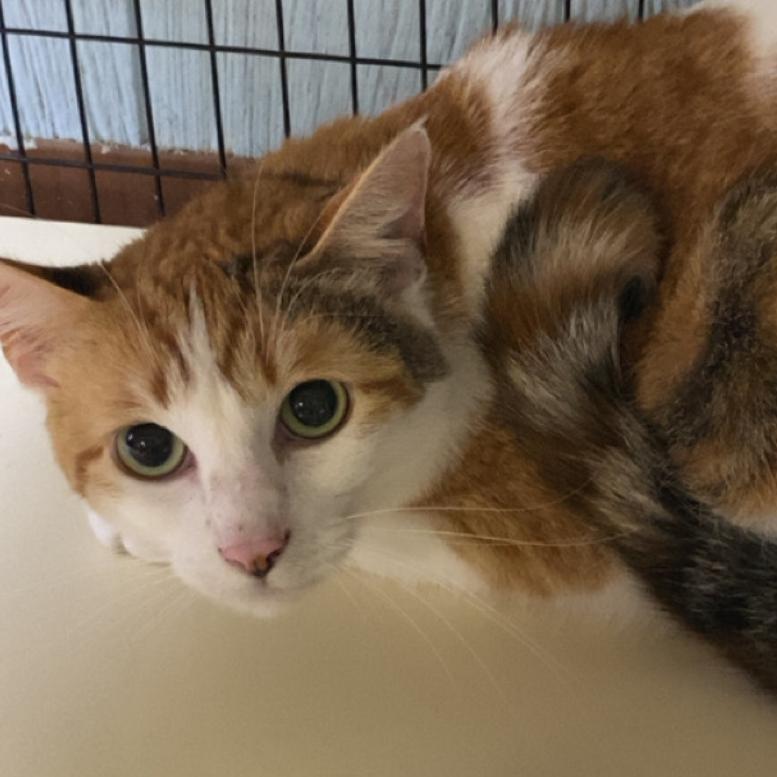 Ember, Adoptable, Adult Female Domestic Medium Hair.