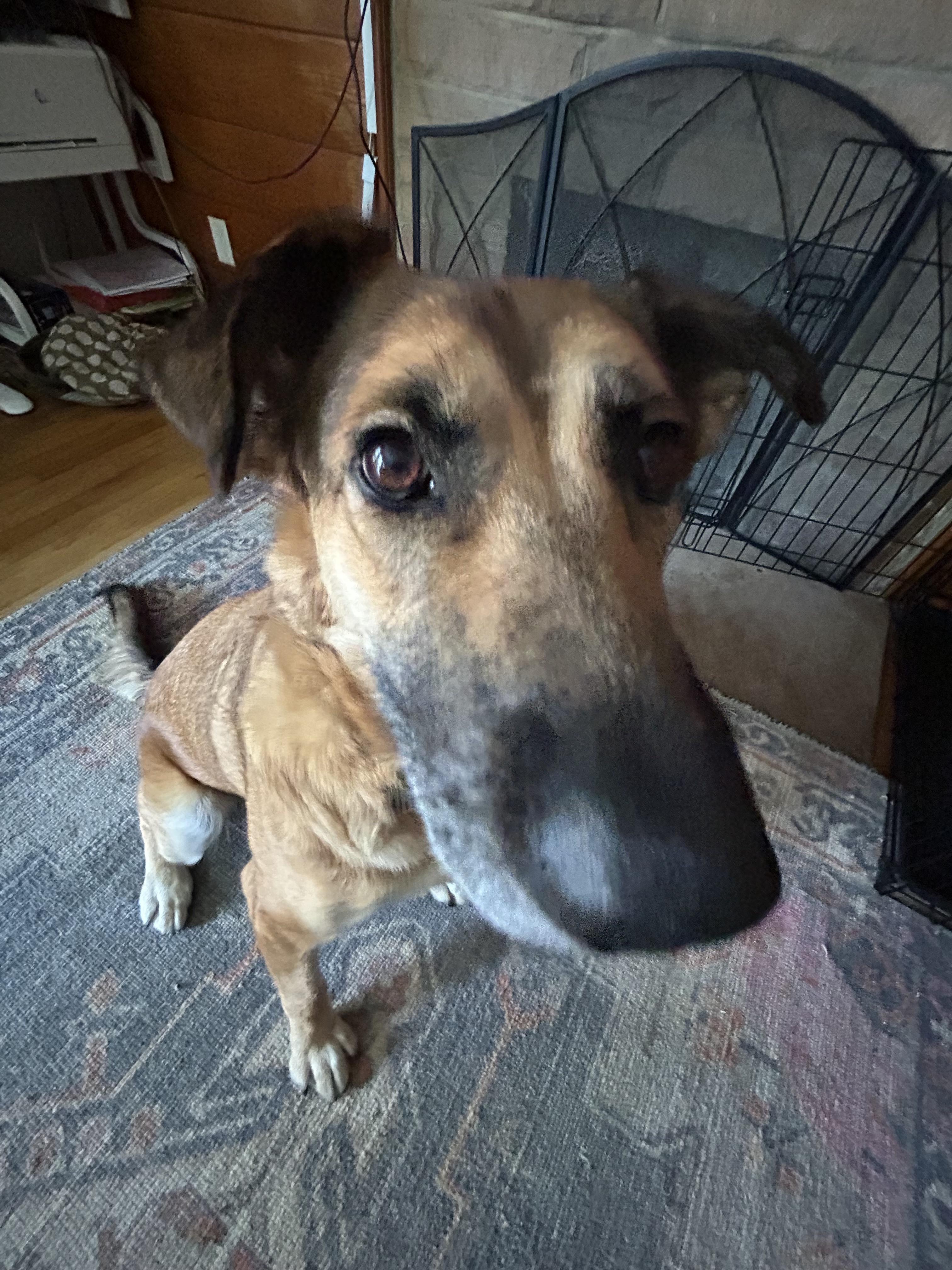 Enlarge SUNNY, a Adoptable German Shepherd Dog in Sunset Beach , CA image 1/6