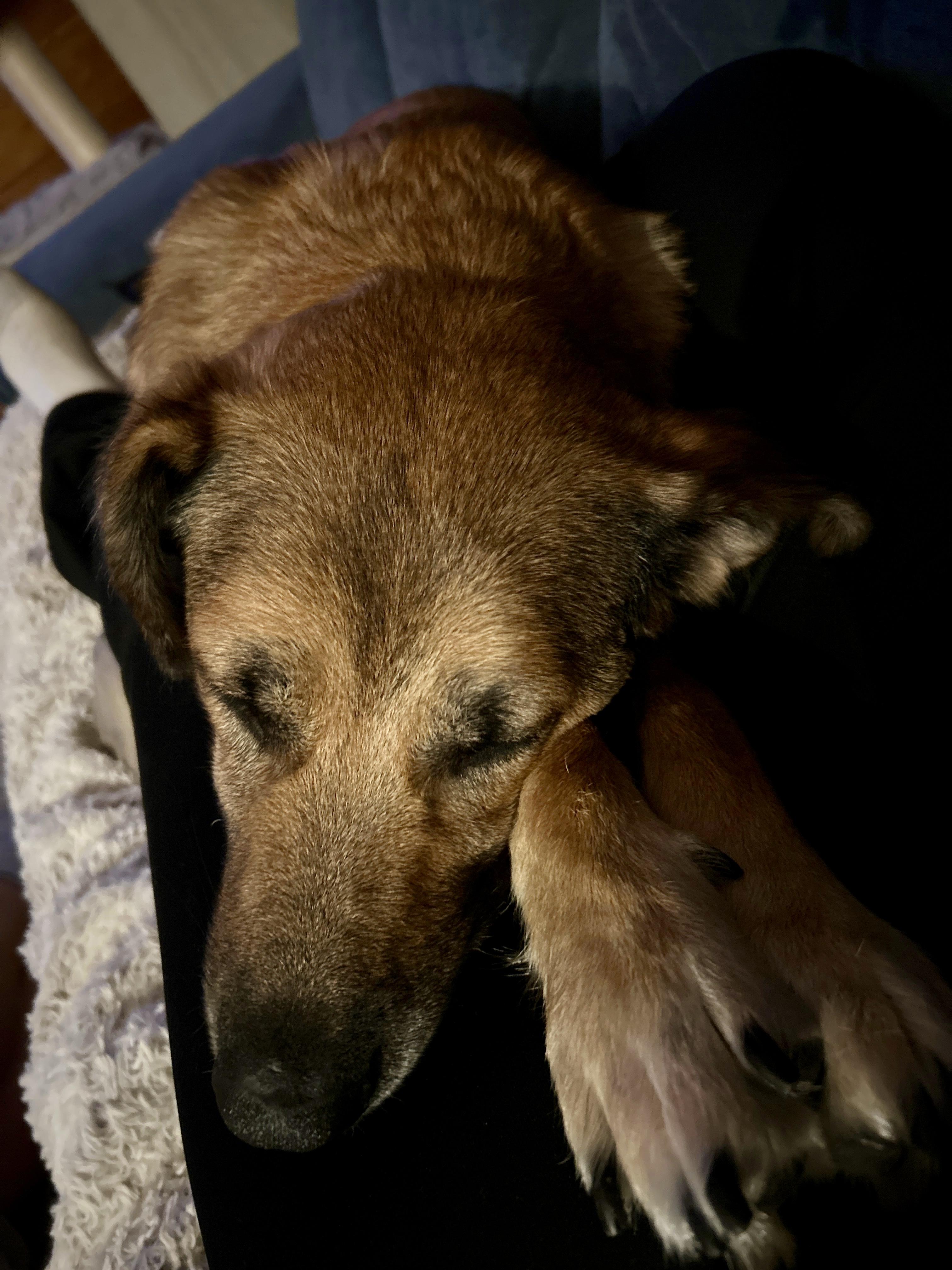 Enlarge SUNNY, a Adoptable German Shepherd Dog in Sunset Beach , CA image 2/6