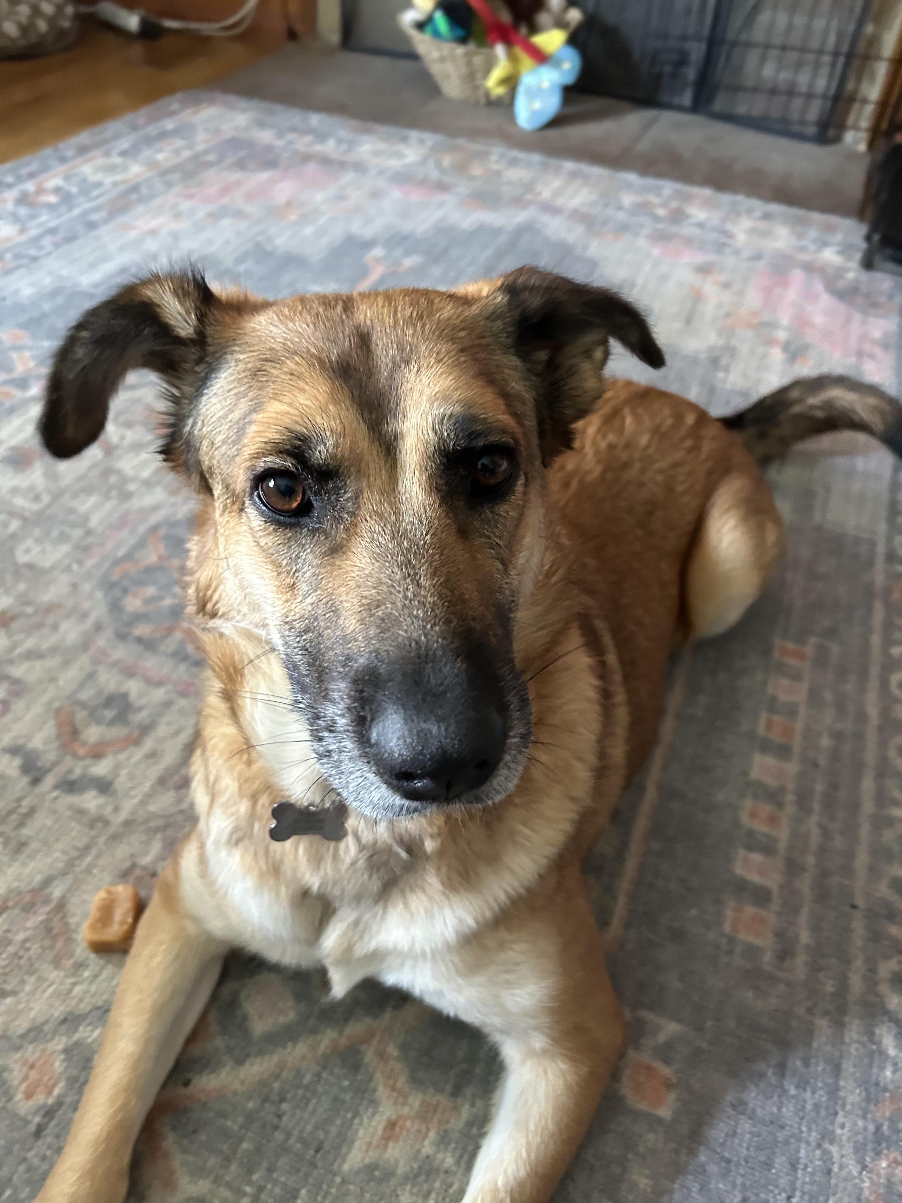 Enlarge SUNNY, a Adoptable German Shepherd Dog in Sunset Beach , CA image 3/6